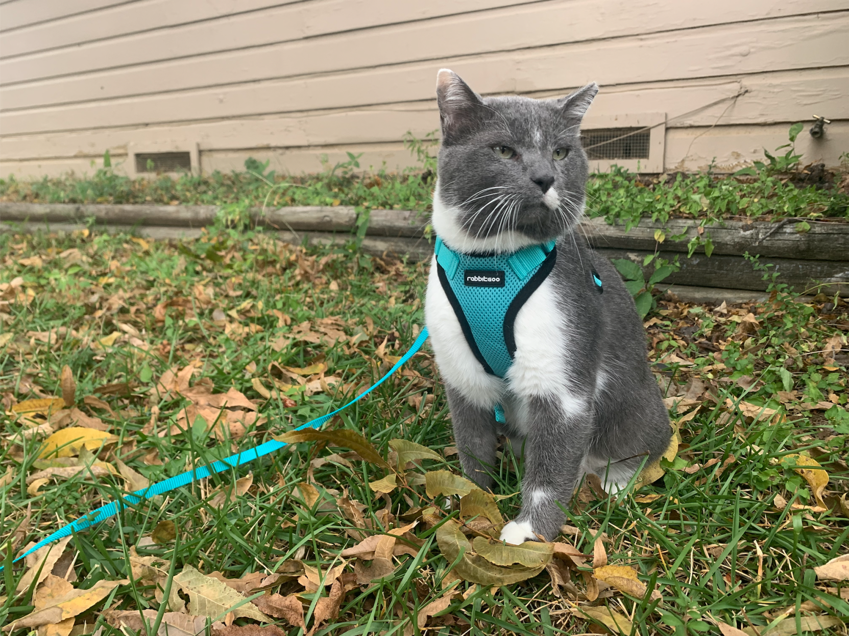 Opinion: Fostering a pet can alleviate some pandemic stress